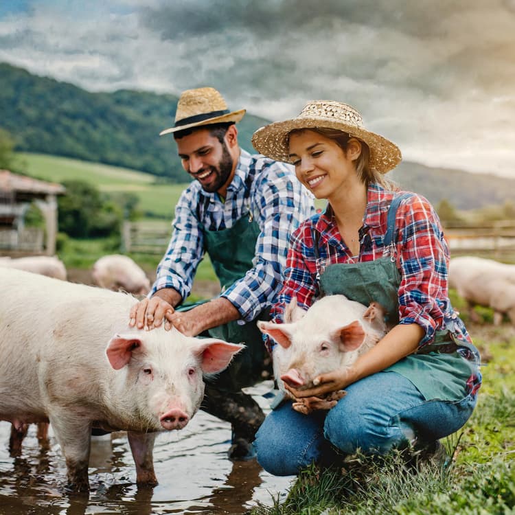 Farmer Raising Pigs