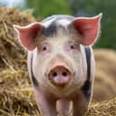 Spears's headshot picture